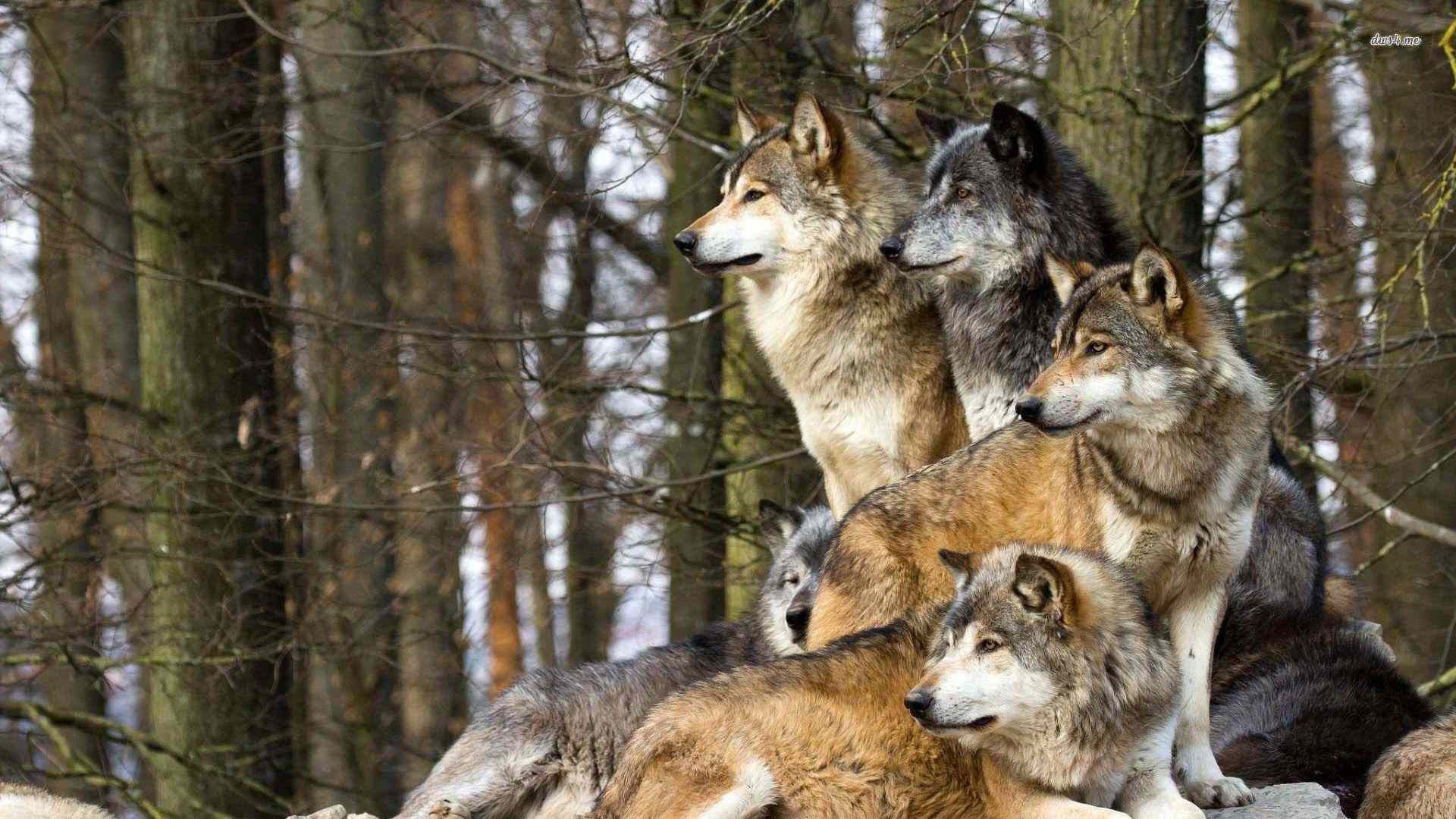WolfWalkers: On Werewolves, Outlaws, & Reactionaries